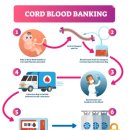 ﻿생명 공학 투자해야 할 상위 4대 제대혈 회사 ﻿초기에 줄기 세포 수집 이미지