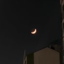 쿵이네 펫세상 | 6월 일상 | 사과가 되지말고 도마도가 되라 🍅