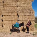 인세목장 이미지