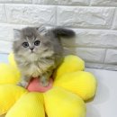 오독안심분양센터 강아지분양 고양이분양 목동점 이미지