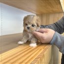 부산강아지분양 디몽 광안리본점 | 친구가 추천한 부산강아지분양 디몽 광안리본점 만족했어요