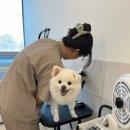 김해애견미용 맘바이 강아지 미용실 이미지