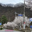 우방아이유쉘공인중개사사무소 | 경기광주 벚꽃길~ 광주역우방아이유쉘 단지네상가♥우방아이유쉘부동산♥