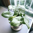 권선농약사 이미지