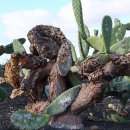 란사로테 이미지