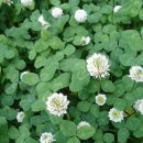 만금 2농장 이미지