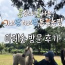 숲차 | 제주도_마레숲 (콩콩팜팜의 그곳, 2회차 후기, 준비물)