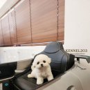 신도시켄넬 이미지