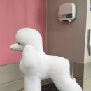 탑 애견 네이버블로그