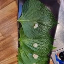 &lt;효자동&gt; 전주 신시가지 낙지 찐 맛집 &#34;일등낙지&#34;