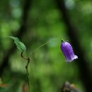 금강초롱 이미지