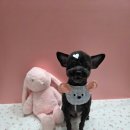 깐돌이네 애견샵 이미지