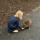 제일교통(주) | 🇦🇺 시드니 페더데일 동물원 대중교통 방문 후기, 입장료 할인, 코알라 사진 꿀팁