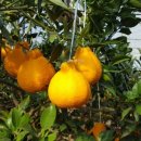 공덕농장 이미지