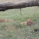 세렝게티 이미지