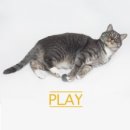 고양이 별 이미지