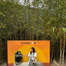 블루마운틴관광호텔 | [노랑풍선]호주 시드니 4박6일 패키지 여행 4일차 블루마운틴/시드니주 동물원/양모센터 후기