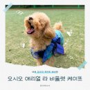 오시오 | 고급스러운 강아지 패션템 오시오 에리얼 라 비올렛 케이프 후기