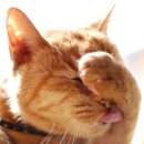 고양이세수 이미지