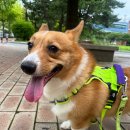 하이바이 분양소 | 하이바이 분양소 입양 후기(솔직)