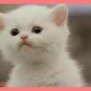 나만 없어 고양이 네이버블로그