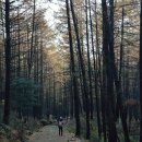 전나무 Daum카페