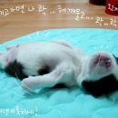 배째