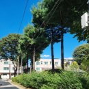 춘천중학교정문 이미지