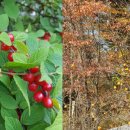 전원의 낭만 이미지