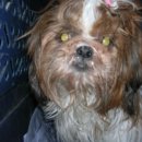 미리내동물병원 이미지