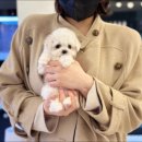 대명동 강아지 이미지