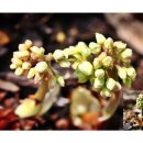 한밭수목원 서원 이미지