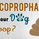 애니팜약국 이미지