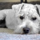 굿모닝동물병원 이미지