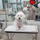 김언니 펫살롱 이미지