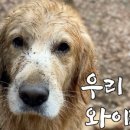 개팔상팔 이미지