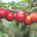 천국나무농원 이미지