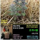 4월 29일. 한국의 탄생화 / 조개나물 ​ 이미지