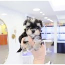 개키우는남자 강아지분양 대구본점 이미지