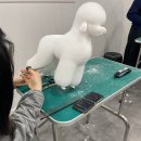 베스트강북애견미용학원 | [강북 애견미용학원 후기] 자격증 아무거나 따면 안 되는 이유… MBC아카데미애견미용학원 선택한 진짜...