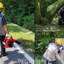 해안동 왕벚나무 네이버블로그