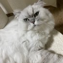 휴스테이 청주 | 고기를 좋아해 출가를 못하는 사람의 11월 기록집