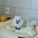 덕비네수제간식 이미지