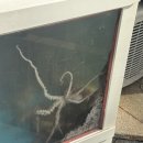 땅끝뻘낙지 이미지