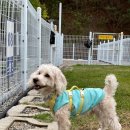 안녕댕댕이 | 댕댕이 천국🐾 [멍글멍글펫글램핑] 내돈내산 솔직 후기!!