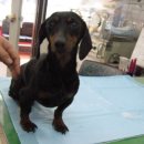 김정복동물병원 이미지