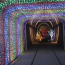 문경 오미자테마터널 이미지