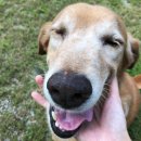 멍멍아 여기어때 이미지