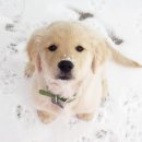 내사랑똥강아지 이미지