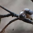 딱따구리 이미지